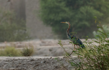 The purple heron is a wide-ranging species of wading bird in the heron family, Ardeidae. The...