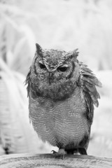 赤外線写真で撮影したフクロウ