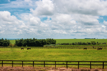 Horses grazing on the farm on a cloudy sunny day