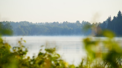 Fototapeta na wymiar summer foggy lake in forest