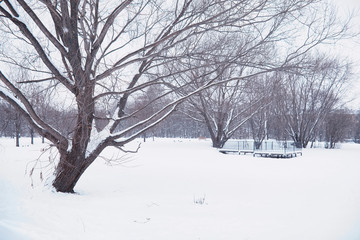 Winter forest landscape. Tall trees under snow cover. January frosty day in the park.