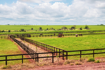 Horses grazing on the farm on a cloudy sunny day