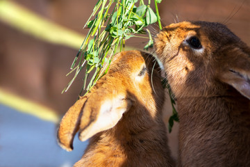 funny bunny on family farm in the village in summer