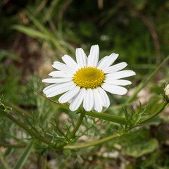 Obraz premium Daisy Flower