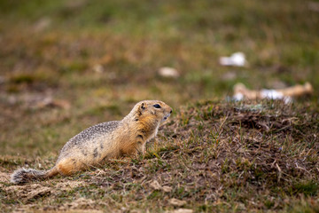 Naklejka na ściany i meble Ground squirrel in Western Mongolia.