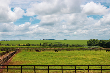 Horses grazing on the farm on a cloudy sunny day