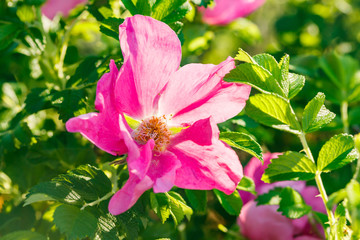 Blossoming dogrose flowers in the summer garden