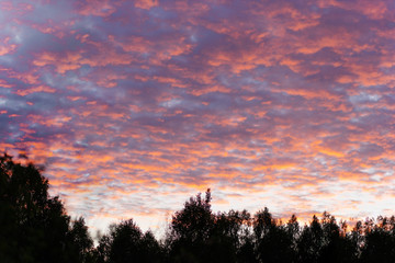 multicolored sunset with glowing pink clouds over silhouettes of trees (soft focus)