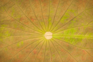 Green lotus leaf