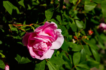 Blossoming dogrose flowers in the summer garden