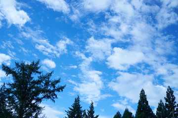 青空と樹木