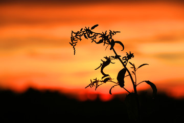 wild flower on sunset sky background