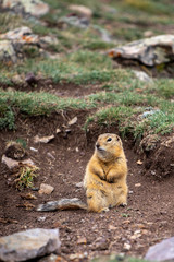Ground squirrel in Western Mongolia.