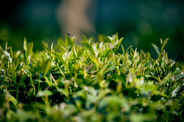 Field of Tea, Tea Leaves, Green Organic Tea