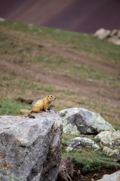 Ground squirrel in Western Mongolia.