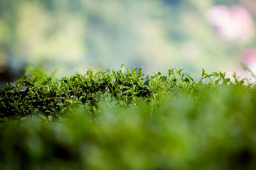 Field of Tea, Tea Leaves, Green Organic Tea