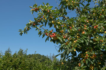 Fruit Ripening on a Crab Apple Tree (Malus 'John Downie') with a Bright Blue Sky Background in a...