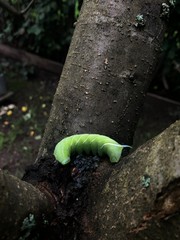 green caterpillar on a tree