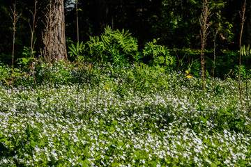 White wildflowers of Claytonia sibirica in shady forest