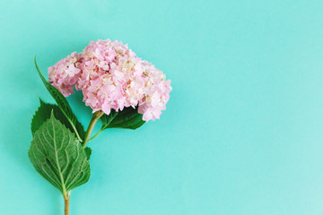 Amazing light pink Hydrangea flower on a turquoise background.