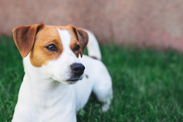 Adorable puppy Jack Russell Terrier on a green grass background.