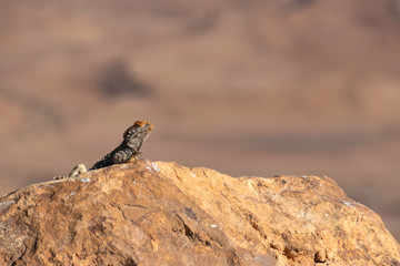Single black lizard basking in the sun on a rock against the backdrop of the mountains of Crater Ramon. Israel