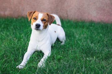 Adorable puppy Jack Russell Terrier laying  on a green grass.