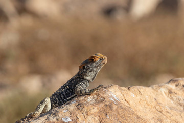 Single black lizard basking in the sun on a rock against the backdrop of the mountains of Crater...
