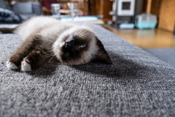 Cute 8 week old Siamese kitten sleeping on the couch in a cozy wooden living room