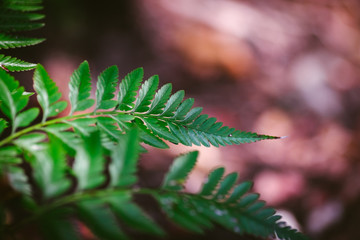 Natural closeup fern leaf agains shallow depth of field for background and environment concept