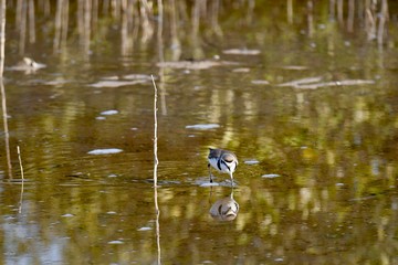middle eastern birds