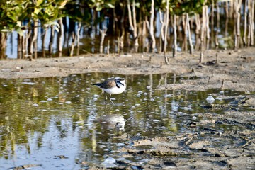middle eastern birds