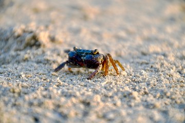 middle eastern animals