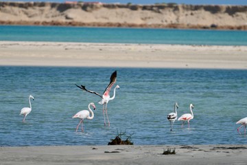 middle eastern birds