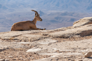Single Nubian ibex lying on a rock against the background of the Ramon Crater mountains. Israel