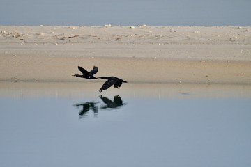 middle eastern birds