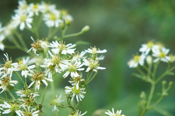 長野県松本市上高地_白い花