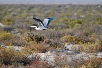 middle eastern birds