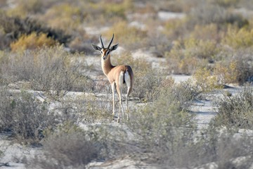 middle eastern animals
