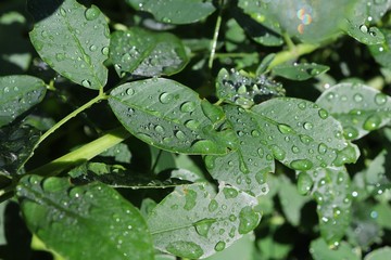 Water drops on green Hagi leaves in the morning