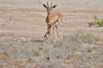 middle eastern animals