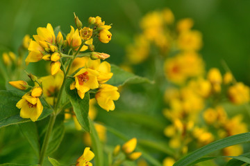 Close-up of yellow flowers on a blurred natural background.