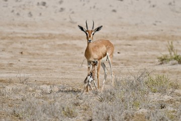 middle eastern animals