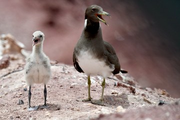 middle eastern birds