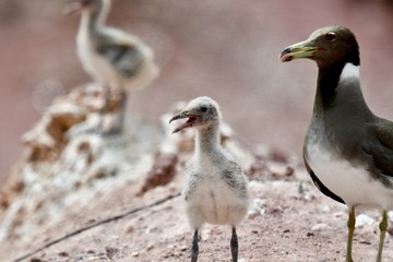 middle eastern birds