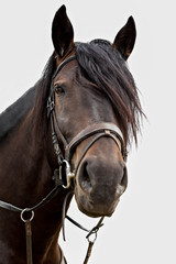 A large portrait of a large stallion. on a white background. Closeup