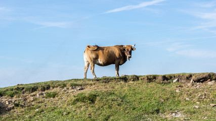 Una vaca nos observa desde el horizonte.