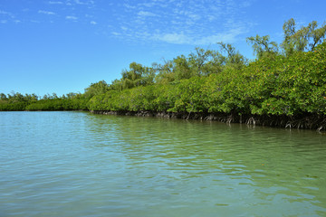 Mangrove. Mauritius island