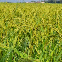 green wheat field