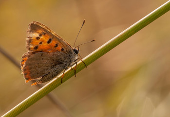 Obraz premium motyl czrwończyk